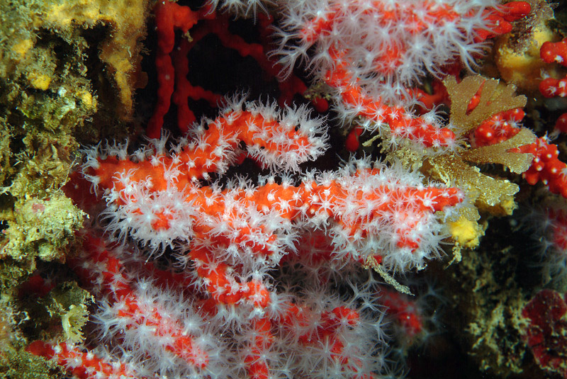 Corallo rosso Corallium rubrum